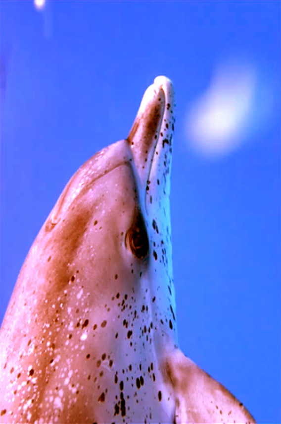 Pink Spotted Dolphin